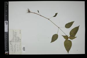 87237-Service File.jpg