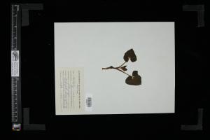 87238-Service File.jpg