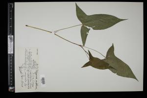 87245-Service File.jpg