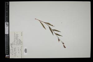 87248-Service File.jpg