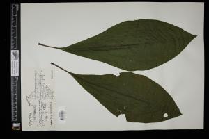 87267-Service File.jpg