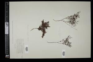 87268-Service File.jpg