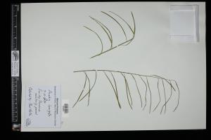 87296-Service File.jpg
