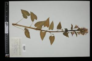 87304-Service File.jpg