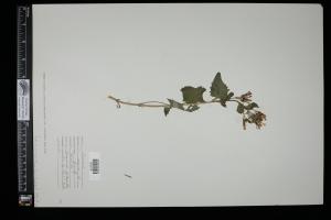 87305-Service File.jpg
