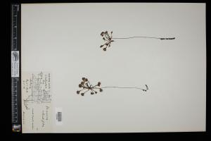 87317-Service File.jpg