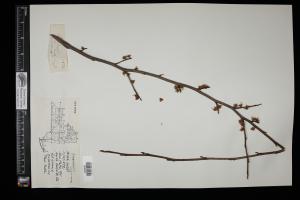 87324-Service File.jpg
