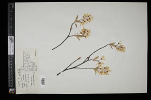 87329-Service File.jpg