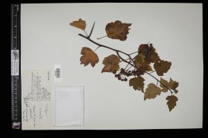 87333-Service File.jpg