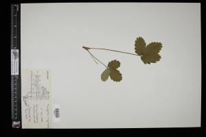 87338-Service File.jpg