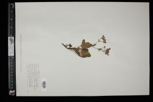 87346-Service File.jpg