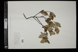 87347-Service File.jpg
