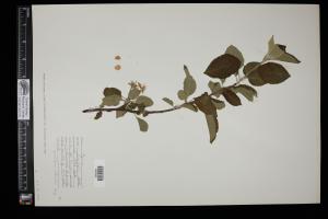 87349-Service File.jpg
