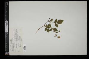 87352-Service File.jpg
