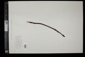 87354-Service File.jpg