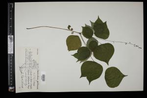 87361-Service File.jpg