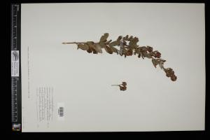 87364-Service File.jpg