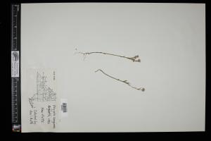 87381-Service File.jpg