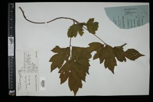 87385-Service File.jpg