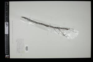 87386-Service File.jpg