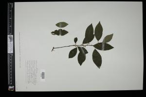 87387-Service File.jpg