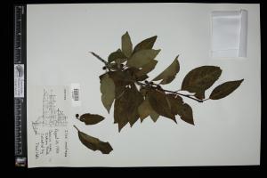87388-Service File.jpg