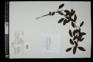 87389-Service File.jpg