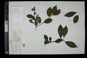 87390-Service File.jpg