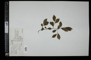 87391-Service File.jpg