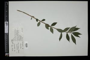 87396-Service File.jpg