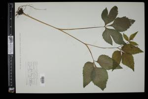 87434-Service File.jpg