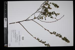 87463-Service File.jpg