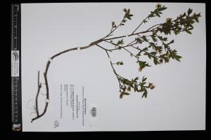 87464-Service File.jpg
