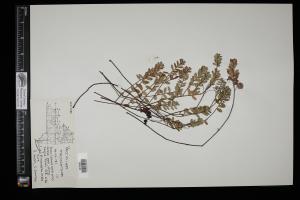 87465-Service File.jpg