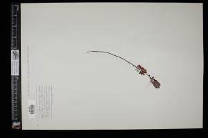 87468-Service File.jpg