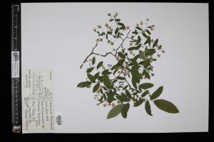 87471-Service File.jpg
