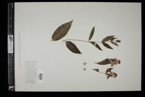 87474-Service File.jpg
