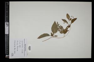 87476-Service File.jpg