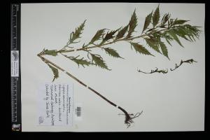 87493-Service File.jpg