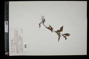 87501-Service File.jpg