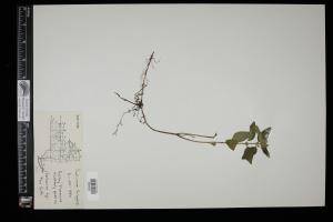 87509-Service File.jpg
