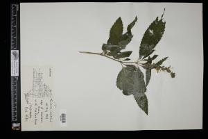 87511-Service File.jpg