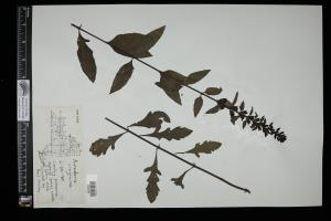 87515-Service File.jpg