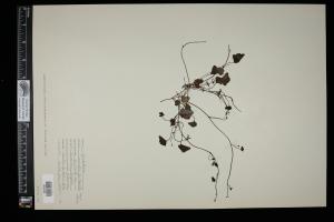 87516-Service File.jpg