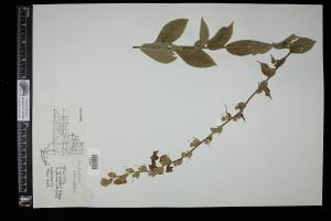 87524-Service File.jpg