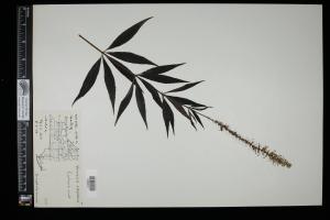 87529-Service File.jpg