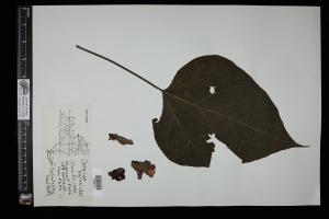 87530-Service File.jpg