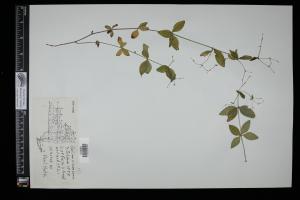 87536-Service File.jpg