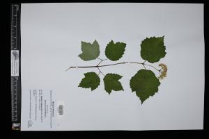 87541-Service File.jpg