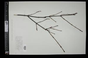 87543-Service File.jpg